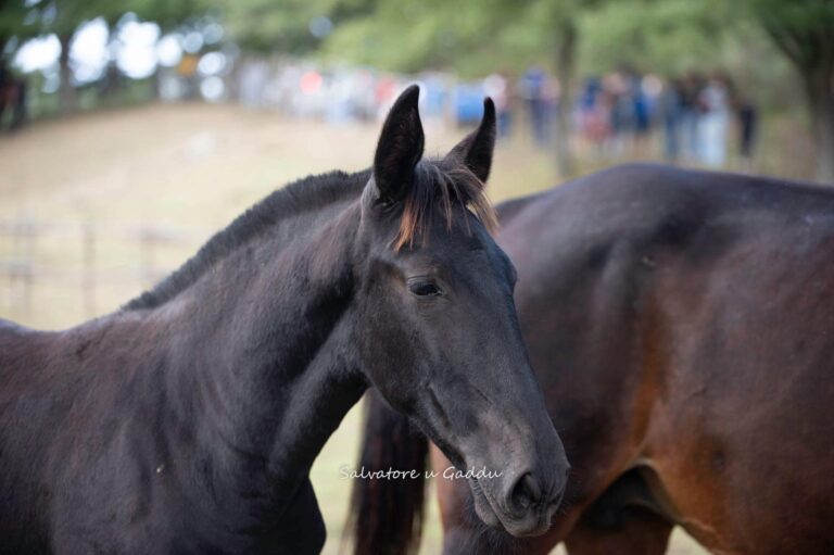 Un primo piano del Cavallo Sanfratellano