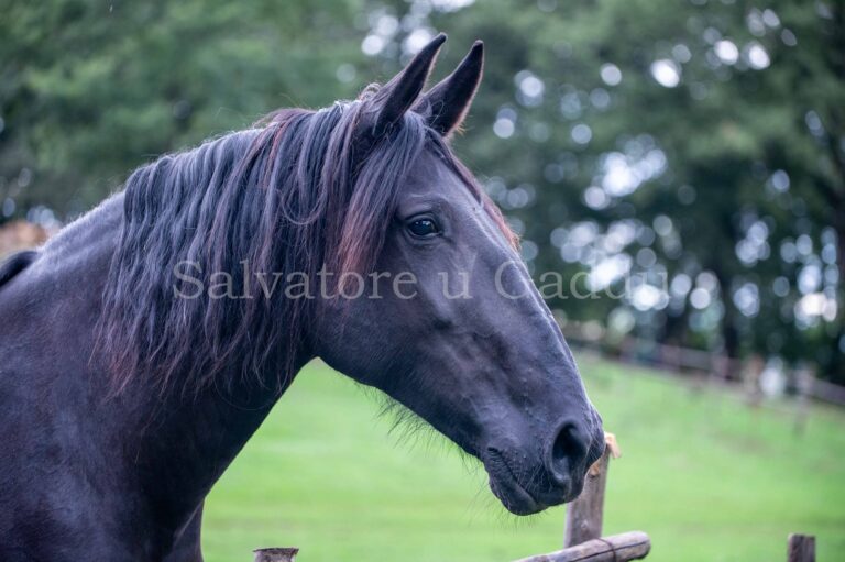 Cavallo Sanfratellano